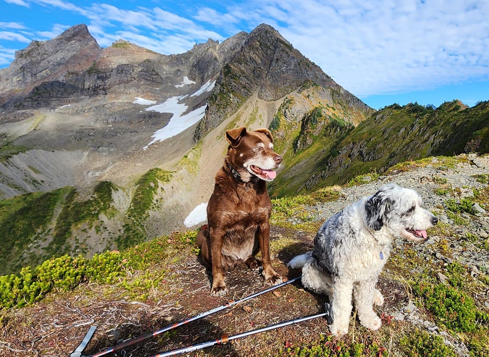dogs_mountain_sky