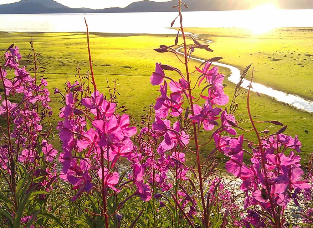 fireweed